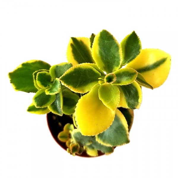 Crassula Sarmentosa -  Lemon Lime Jade